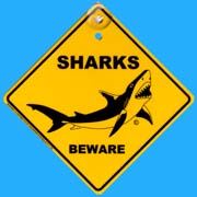 Suction Roadsign Shark