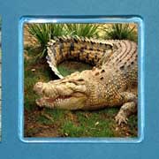 Acrylic Magnet Crocodile